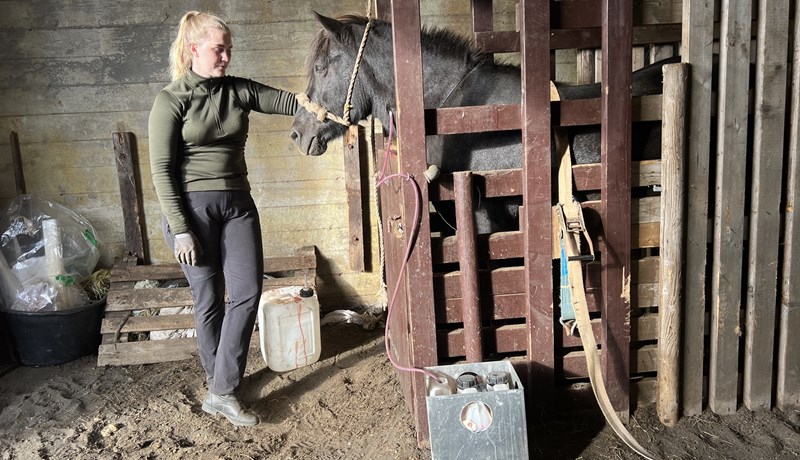Ísteka fær skilyrt starfsleyfi fyrir blóðtöku á hryssum