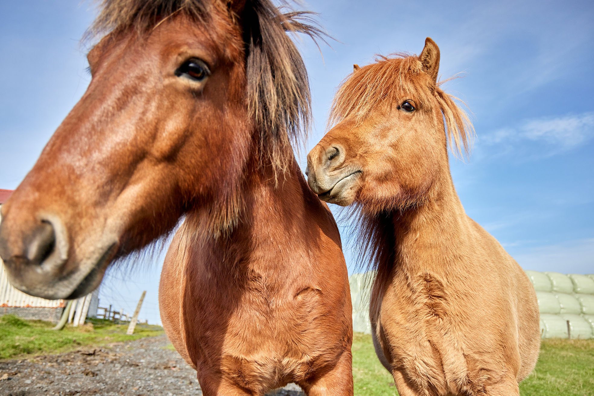 Efling eiginleikanna