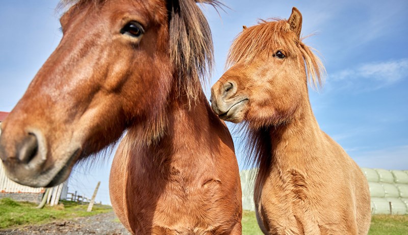 Efling eiginleikanna