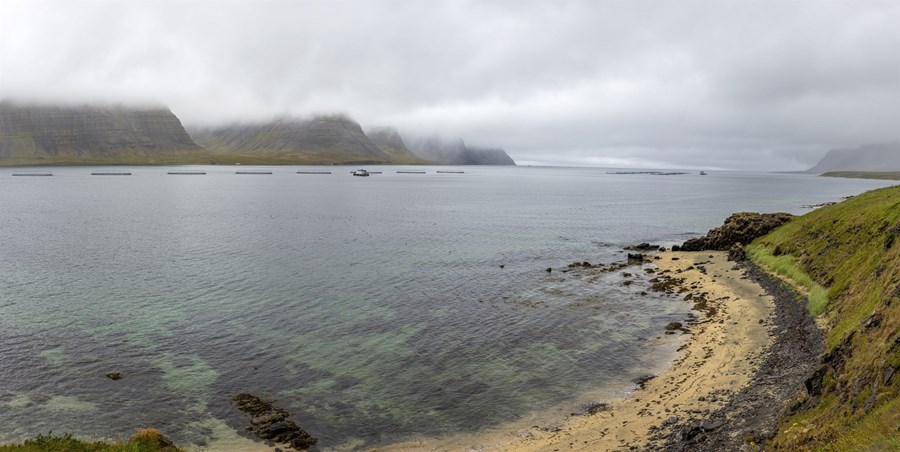 Laxeldi í sjókvíum í Tálknafirði. 