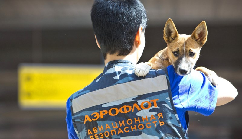 Sérræktaðir hundar skynja sprengiefni og krabbameinsfrumur