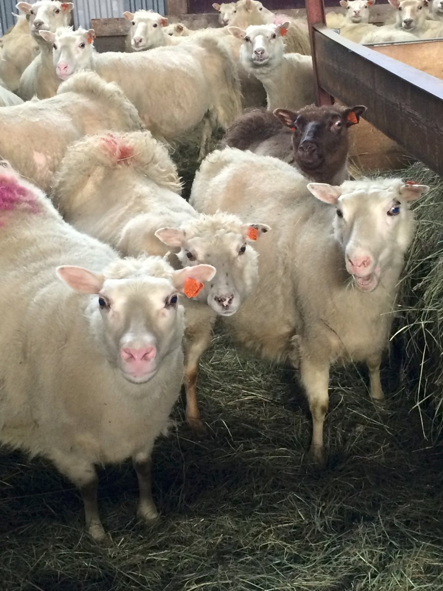 Tækifæri í íslenskum landbúnaði vegna aukinnar eftirspurnar á erlendum mörkuðum