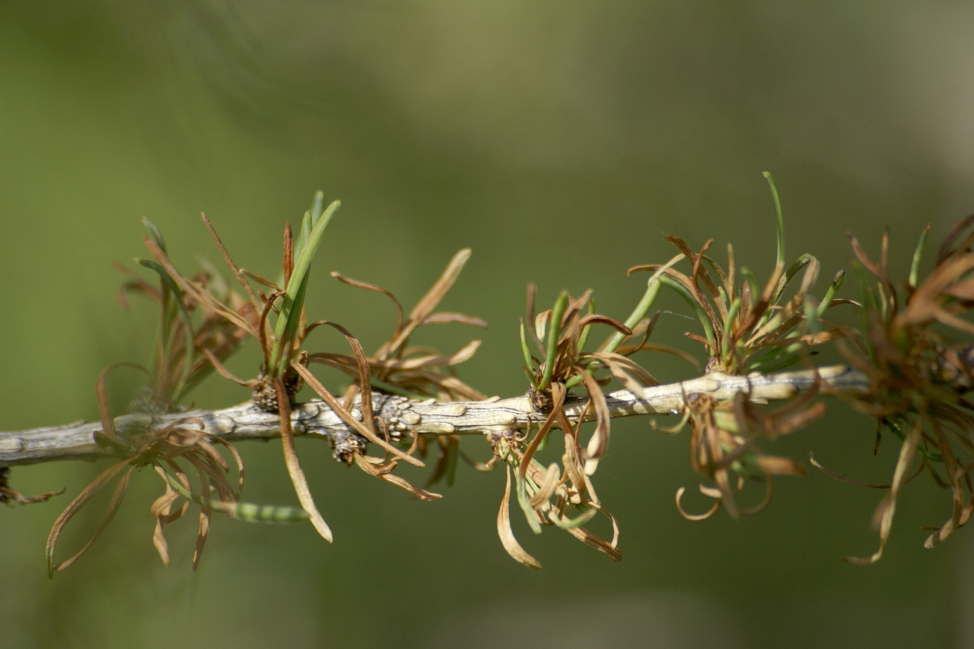 Sjúkdómar í trjáplöntum
