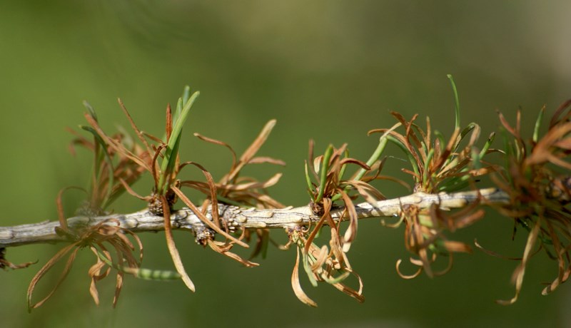 Sjúkdómar í trjáplöntum