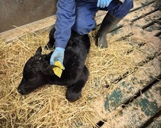 Fyrsti Angus-holdakálfur hjá Nautís í vor