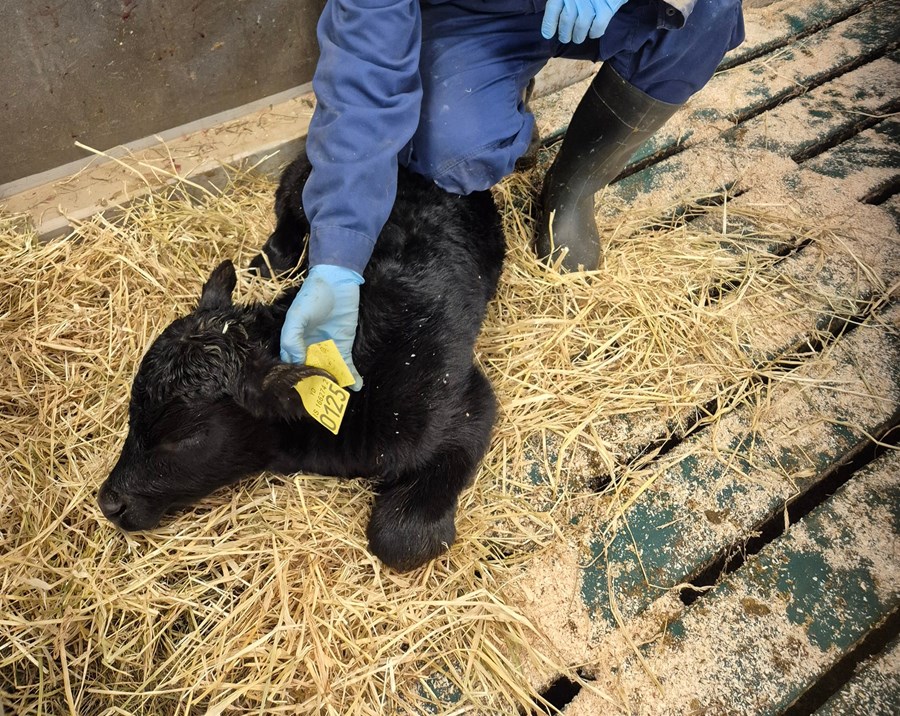 Angus nautkálfurinn hjá Nautís sem kom nýlega í heiminn.