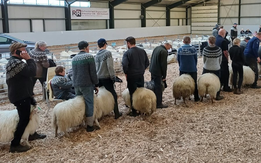 Samtals komu 160 lömb til dóms og margar fallegar lopapeysur voru sömuleiðis til sýnis á degi sauðkindarinnar. 