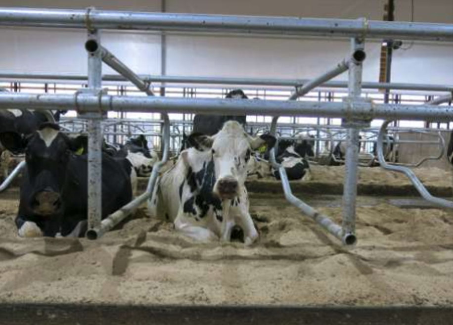 Hámarka heilsufar kúa með bættum þægindum