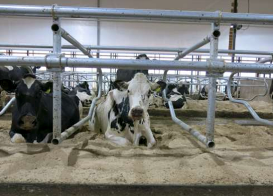 Hámarka heilsufar kúa með bættum þægindum