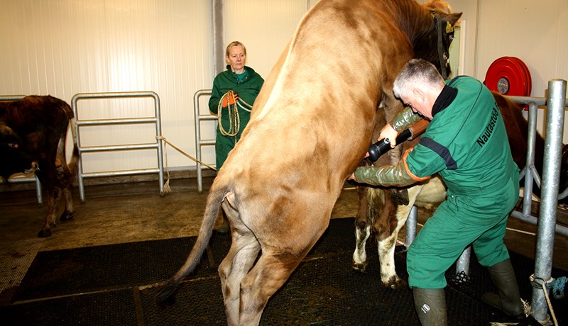 Kyngreining á sæði og stoðir nautgriparæktar
