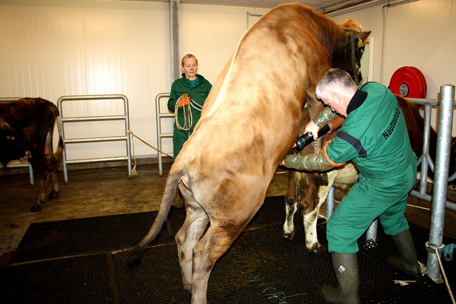 Frá sæðistöku á Nautastöðinni.