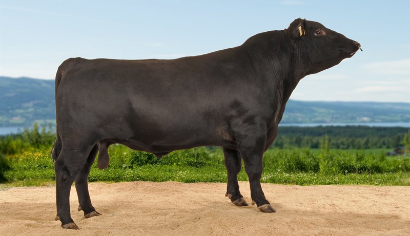 Angus holdanaut frá NautÍs fædd 2020