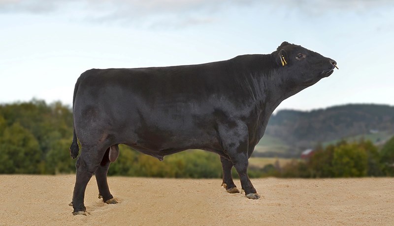 Fagþing nautgriparæktarinnar á Íslandi 2017