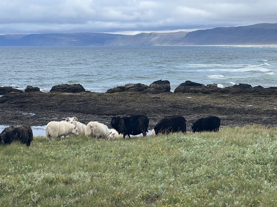 Ísland er vel fallið til landbúnaðar.
