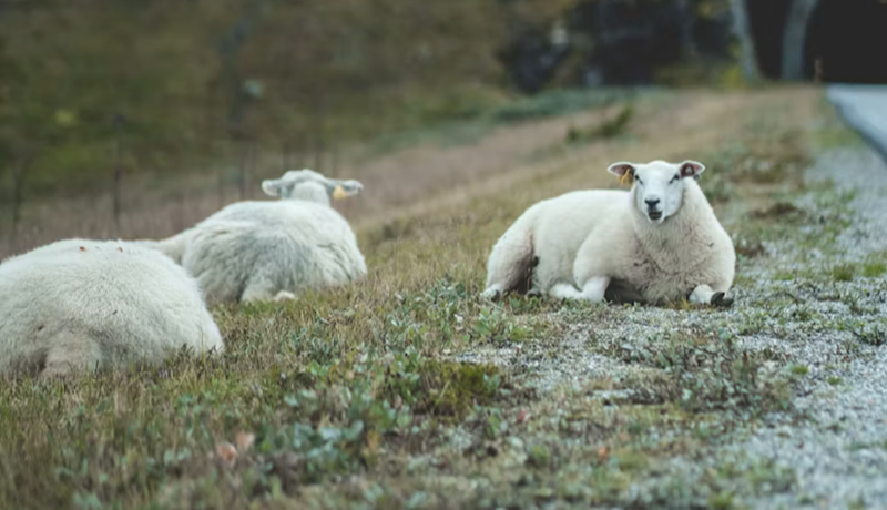 Getum við lært af Norðmönnum?