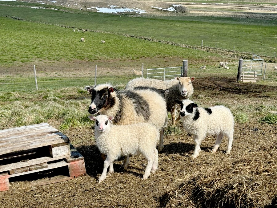 Frelsinu fegnar að loknu óveðri.