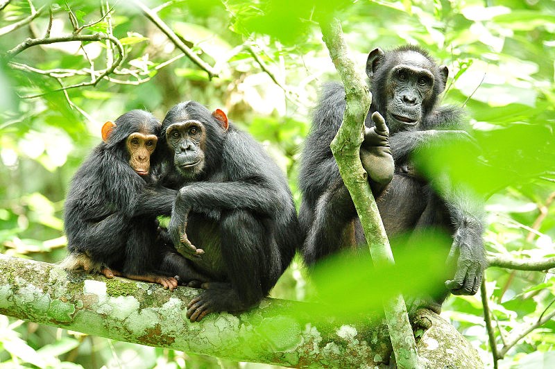 Simpansar stela maískólfum af ökrum – Myndband