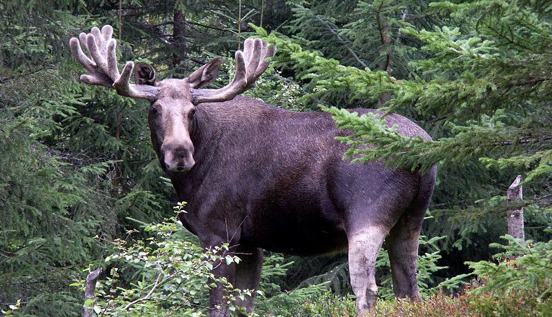 Elgir á ný í danskri náttúru eftir 5.000 ára fjarveru!