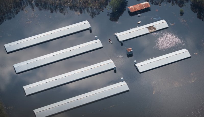 Milljónir húsdýra drukknuðu í eigin úrgangi