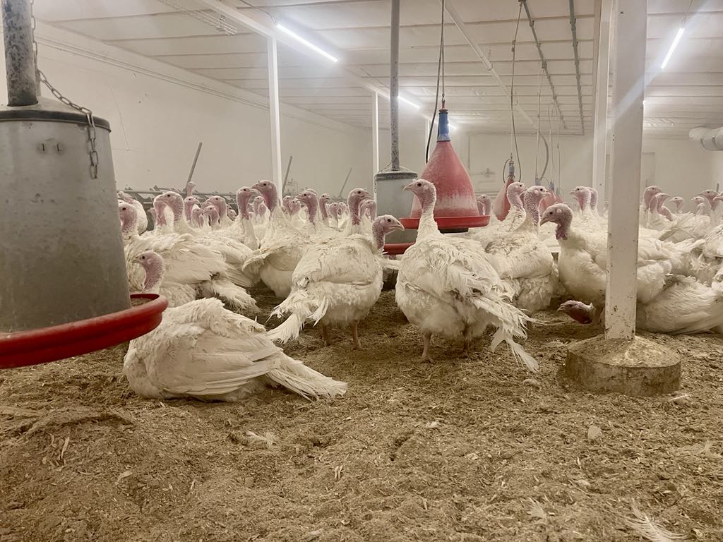 Fuglaflensa á íslensku búi