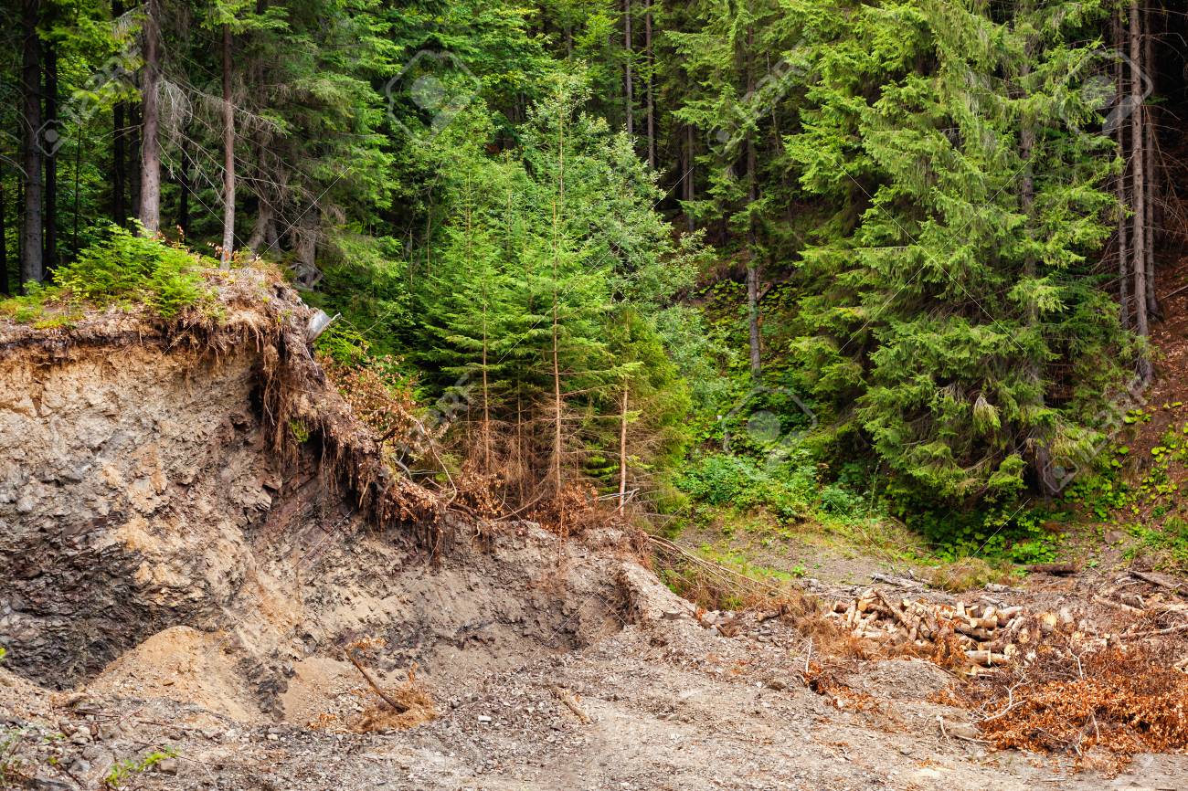 Stjórnvöld stöðva ólöglegt skógarhögg í Karpatafjöllum