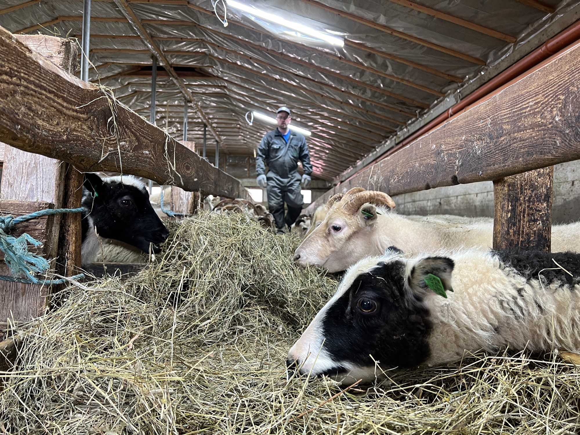 Kolefnislosun sauðfjárræktar á Íslandi hefur dregist saman um tæpan fjórðung