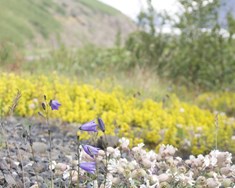 Virk endurheimt 30% raskaðra vistkerfa árið 2030
