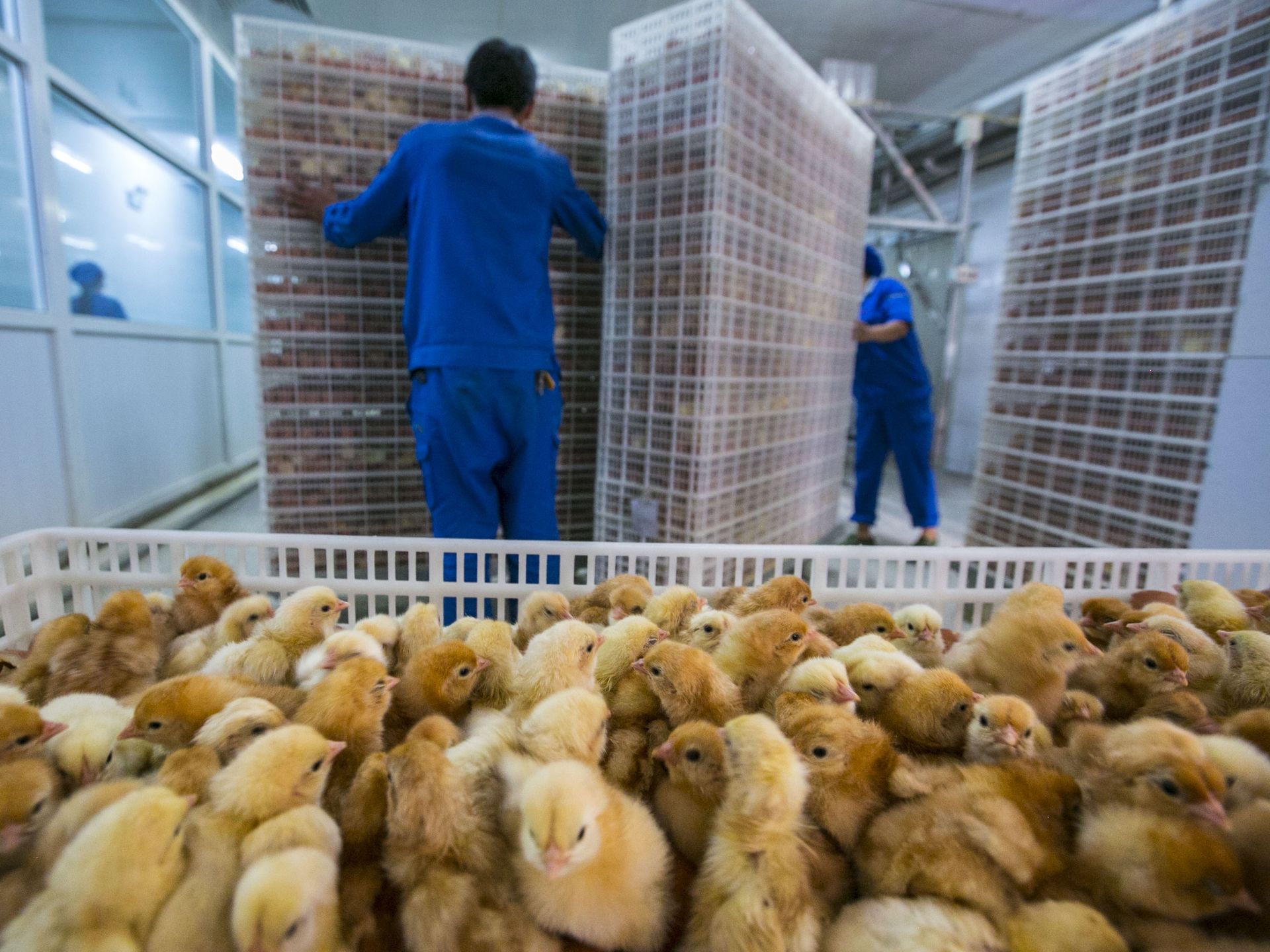 100 milljónir fugla til kjötframleiðslu