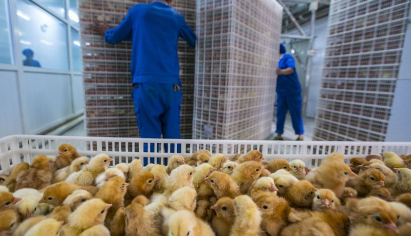 100 milljónir fugla til kjötframleiðslu