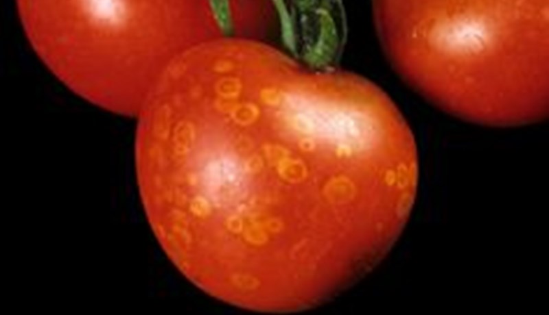 Tvennskonar veirusmit í tómatarækt á skömmum tíma