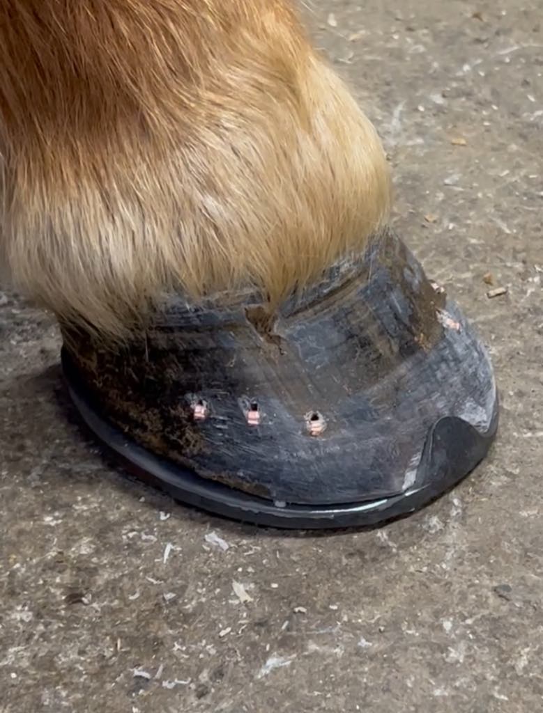 Vill auka þekkingu um járningar og hófhirðu