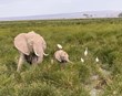 Fílar nota lækningajurtir markvisst