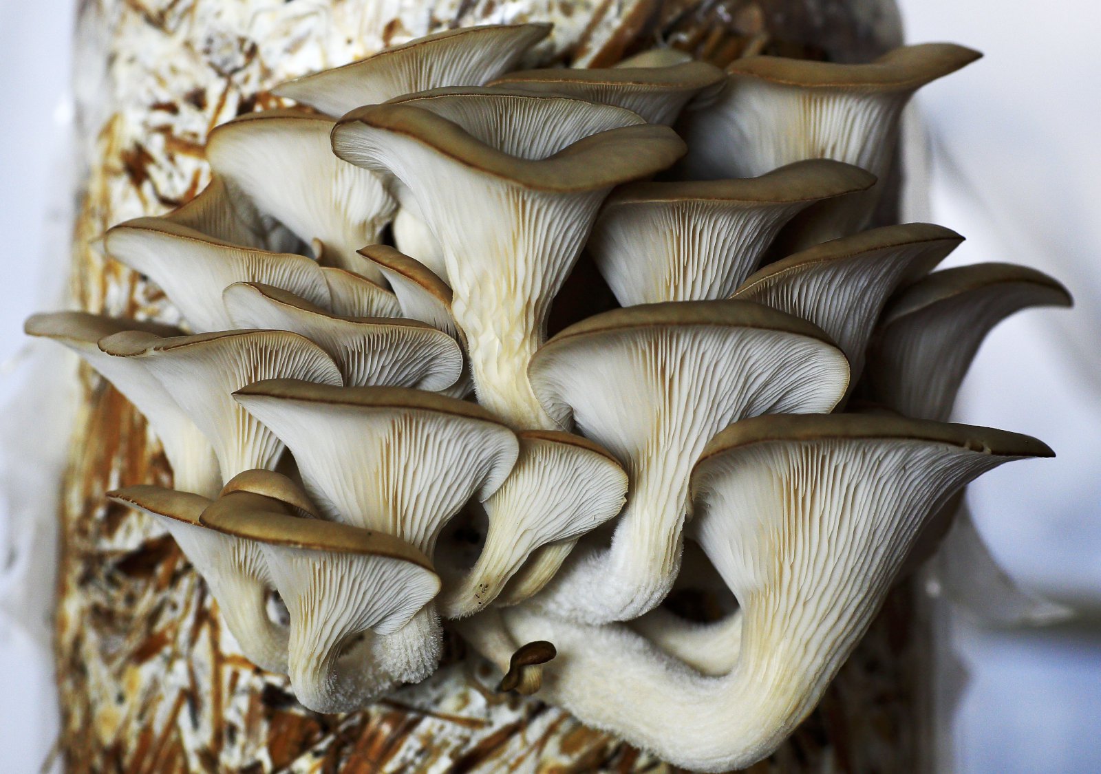 Ostrusvepparæktun í endurunnum kaffikorgi