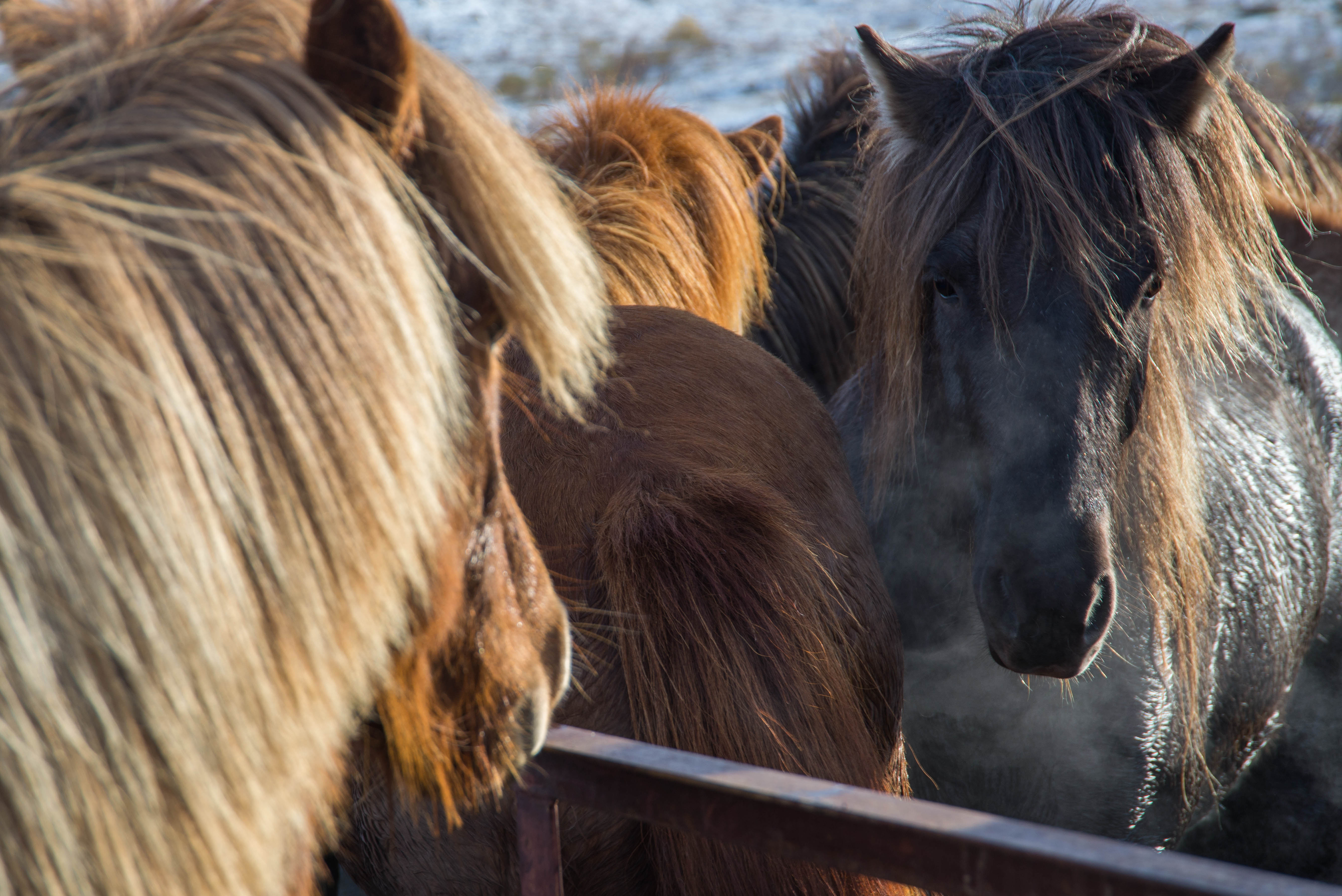 Hrossabændur taka yfir hlut BÍ í Landsmóti