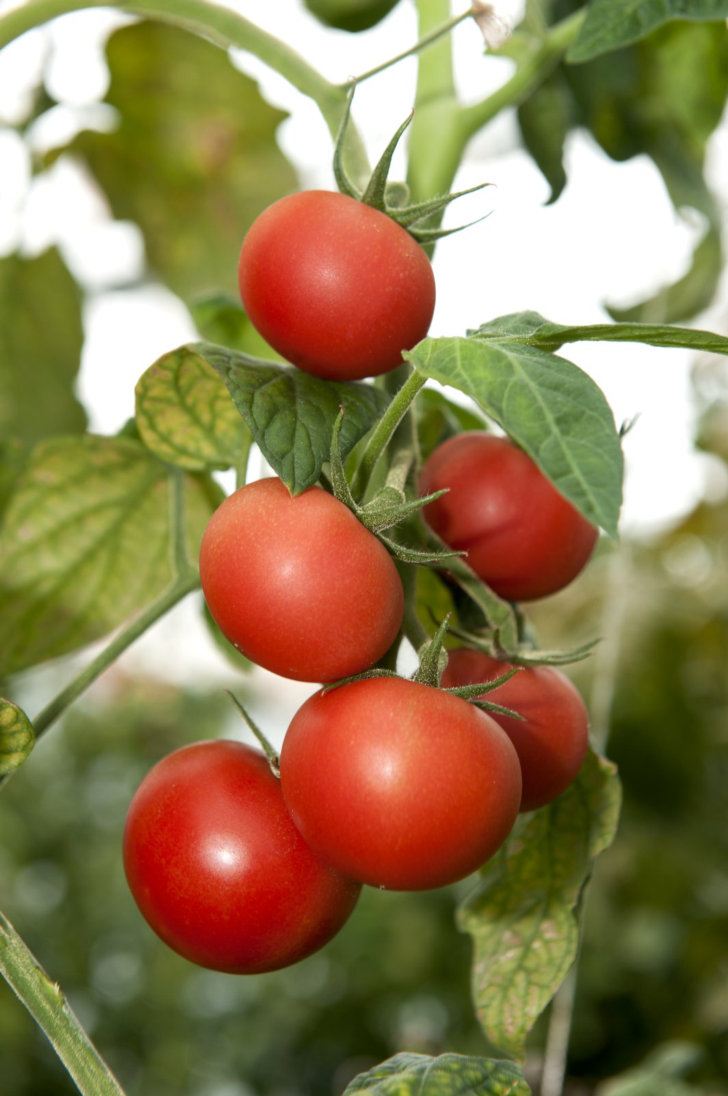 Grunur um veirusmit í tómatplöntum