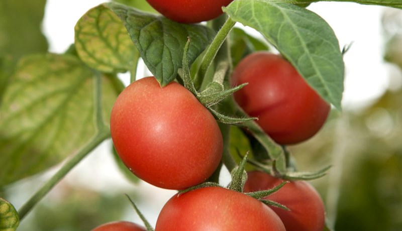 Grunur um veirusmit í tómatplöntum