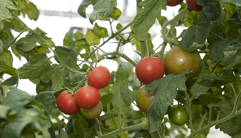 Bakslag í sölu á íslenskum tómötum í júní