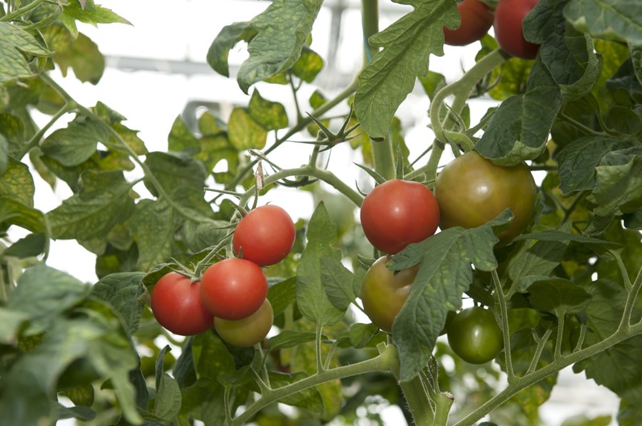 Bakslag í sölu á íslenskum tómötum í júní