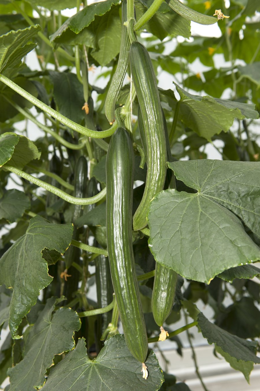 Agúrkuveira greind á tveimur býlum á Suðurlandi