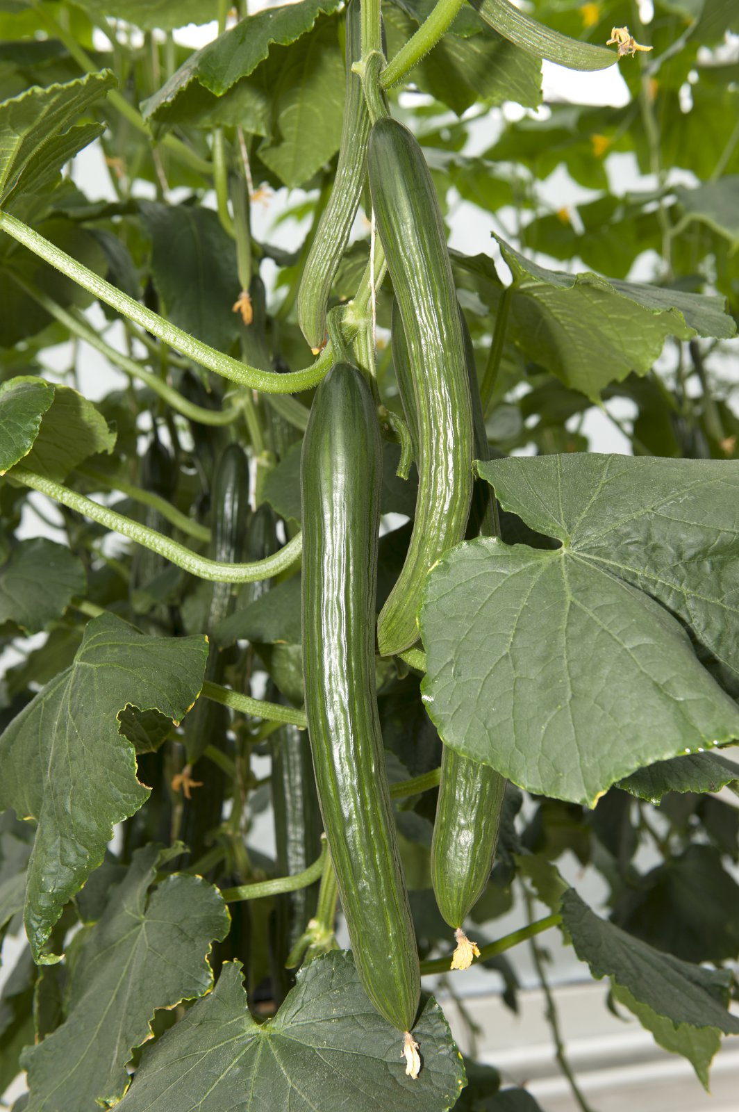 Veira í agúrkurækt