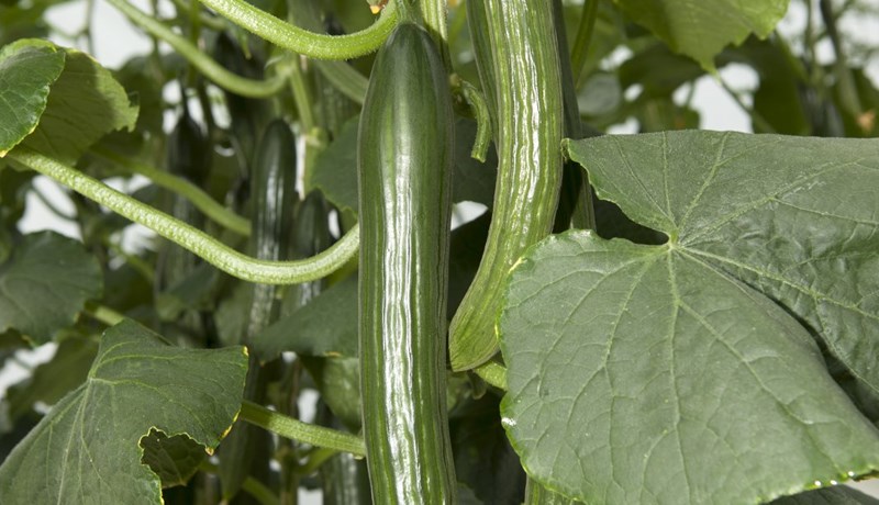 Veira í agúrkurækt