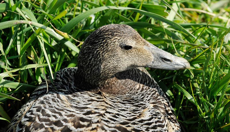 Fuglakólera drepur æðarkollur og villta fugla