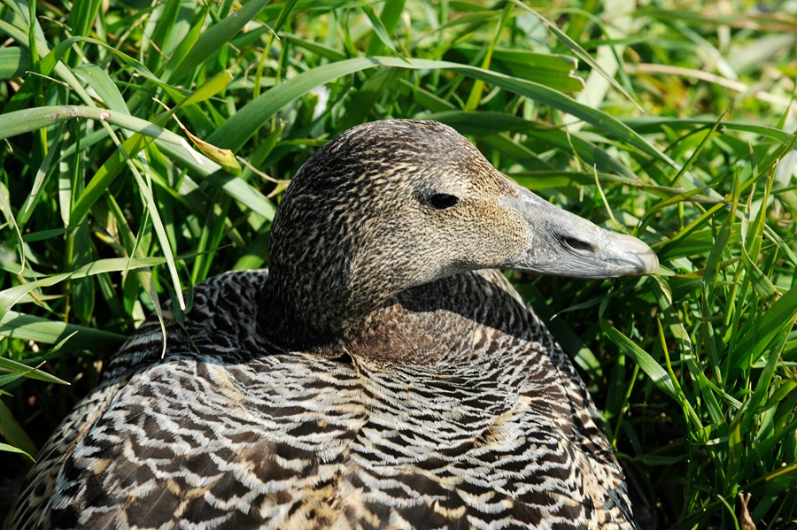 Fuglakólera drepur æðarkollur og villta fugla