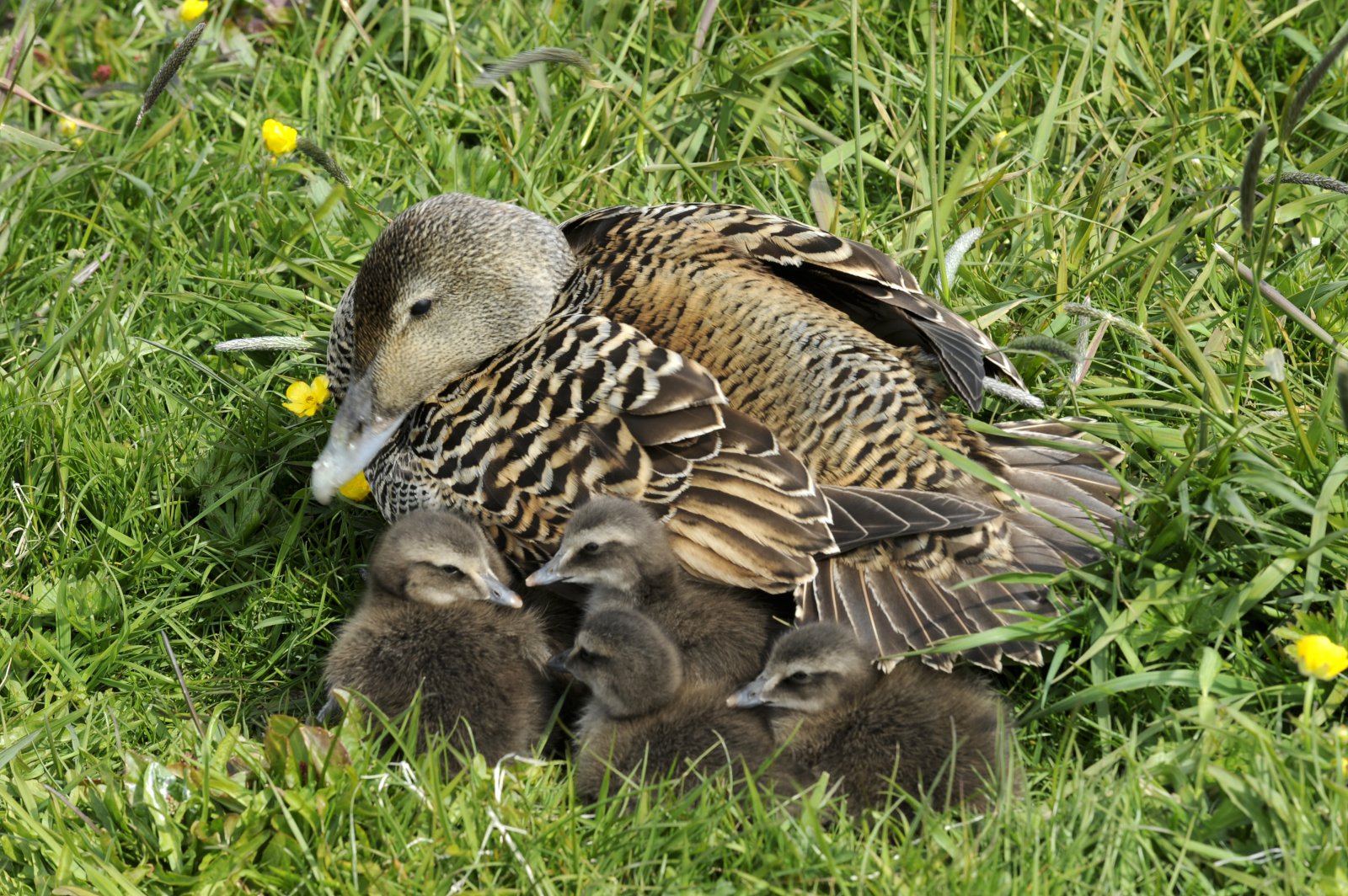 Varpvistfræði æðarfugls við Breiðafjörð