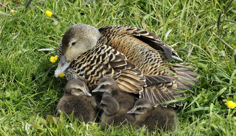 Varpvistfræði æðarfugls við Breiðafjörð