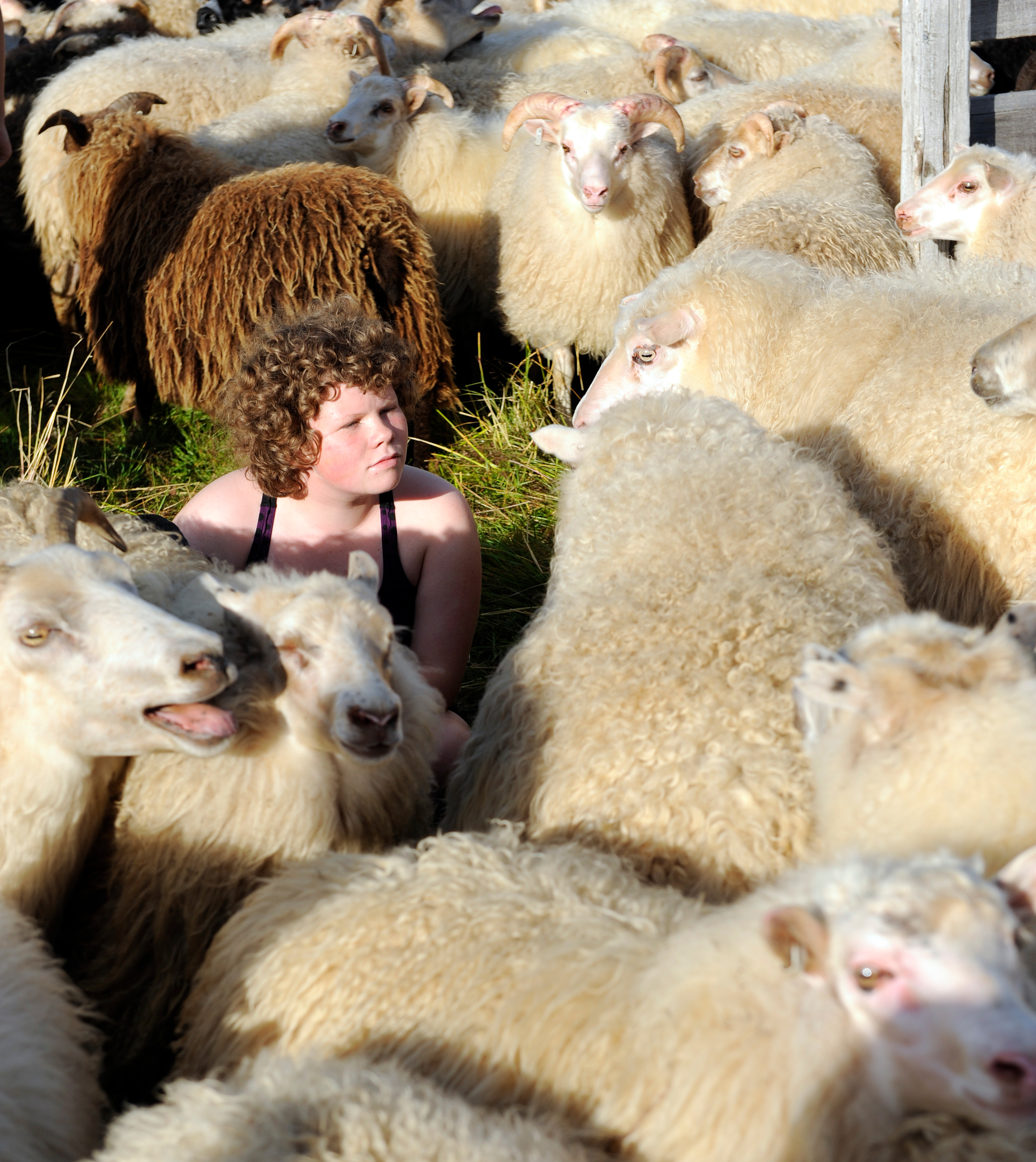 Íslensk sauðfjárrækt, tækifæri, markaðssetning og framþróun