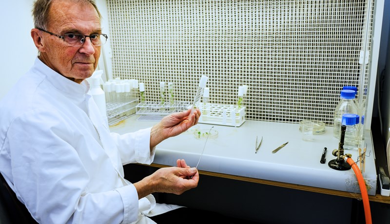 Markmiðið að rækta arfhreint og heilbrigt útsæði