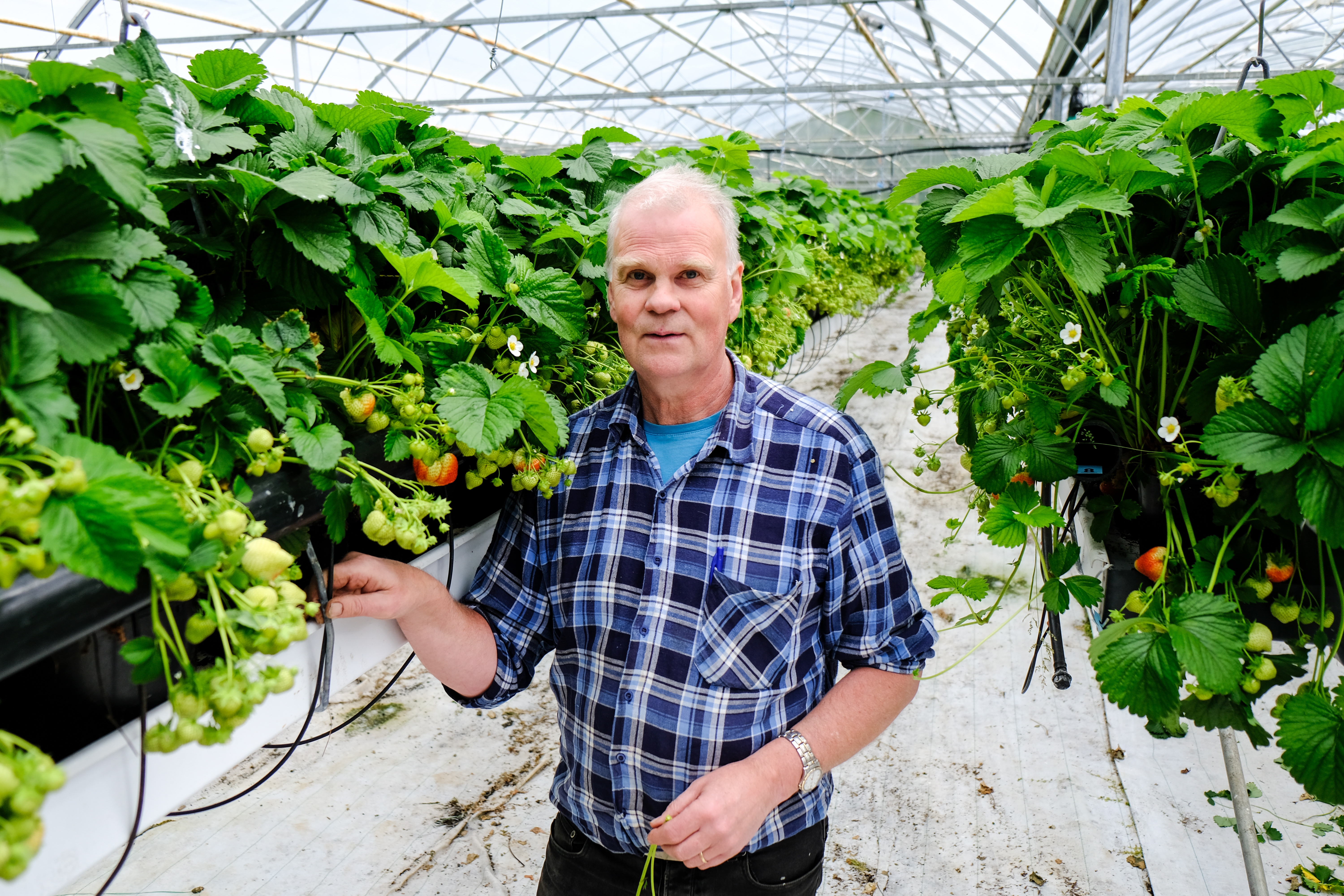 Innlend jarðarberjaframleiðsla hefur dregist heldur saman vegna aukinnar samkeppni