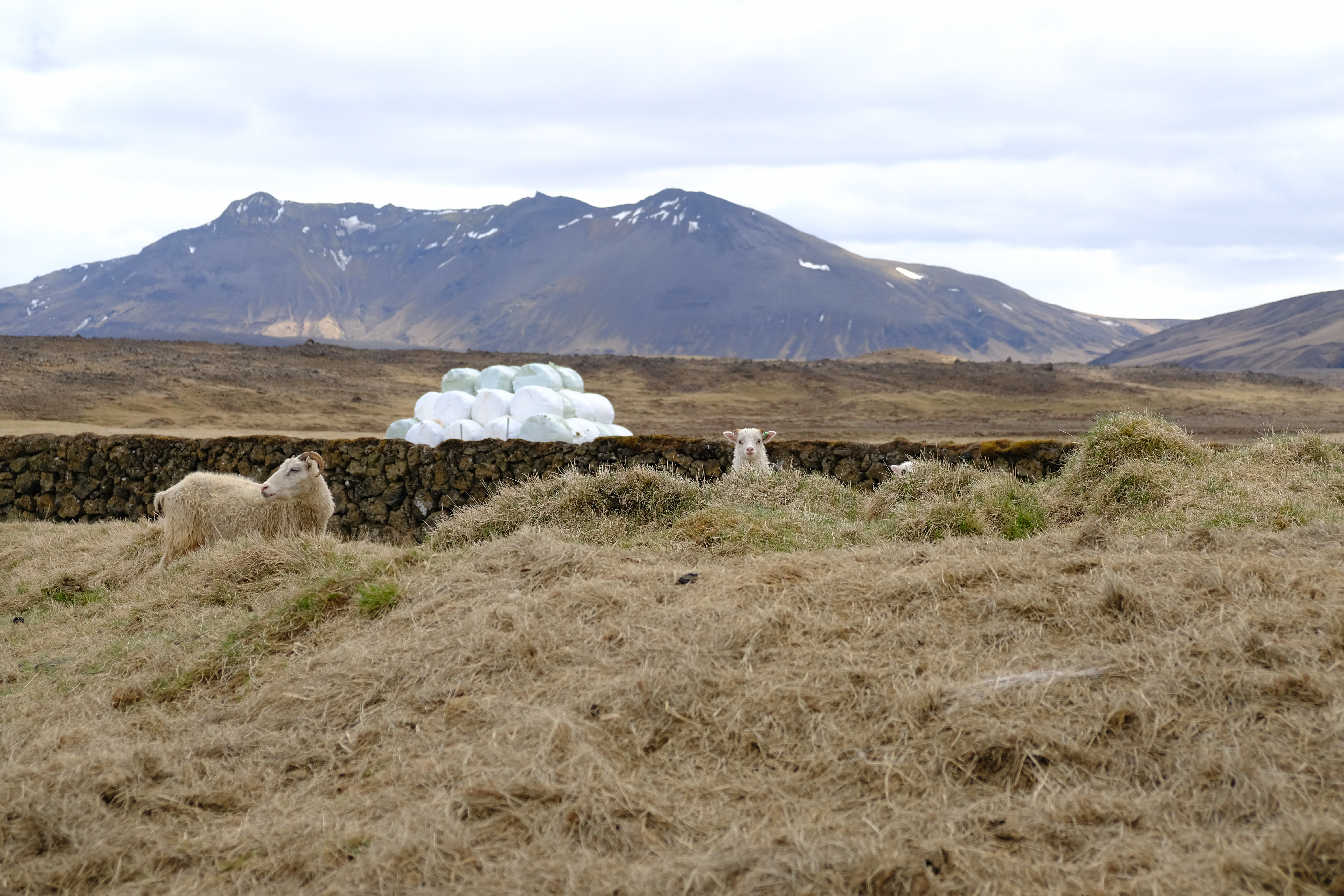 Fjármagn Matvælastofnunar til viðhalds varnargirðinga áætlað 45 milljónir í ár