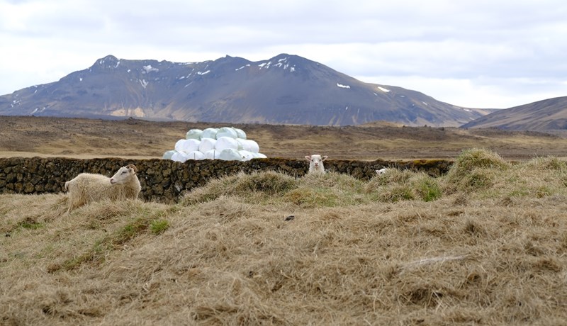 Fjármagn Matvælastofnunar til viðhalds varnargirðinga áætlað 45 milljónir í ár